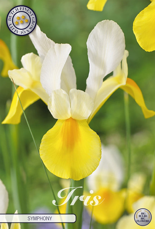 Iris Symfonie