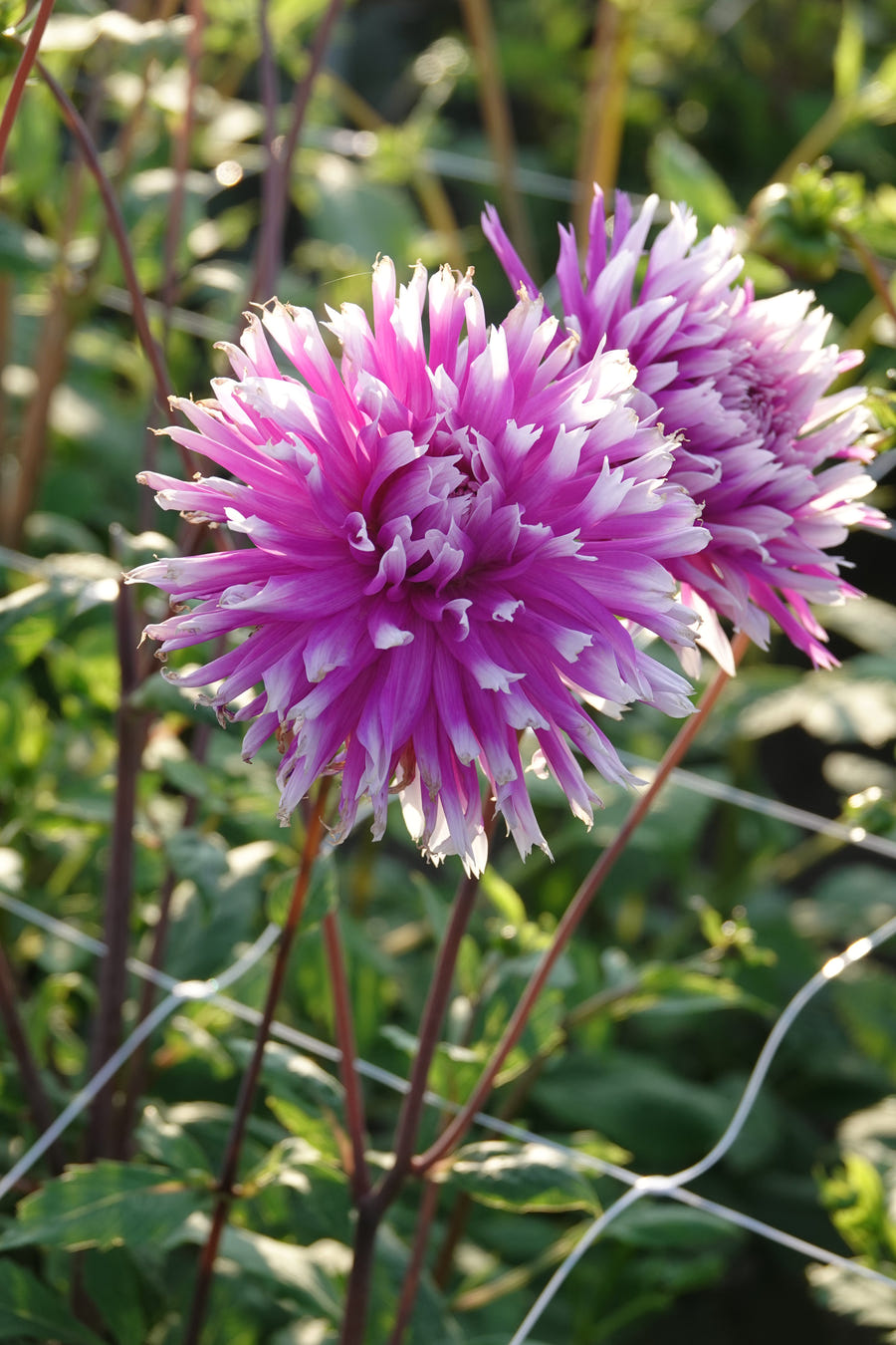 Dahlia Table Dancer
