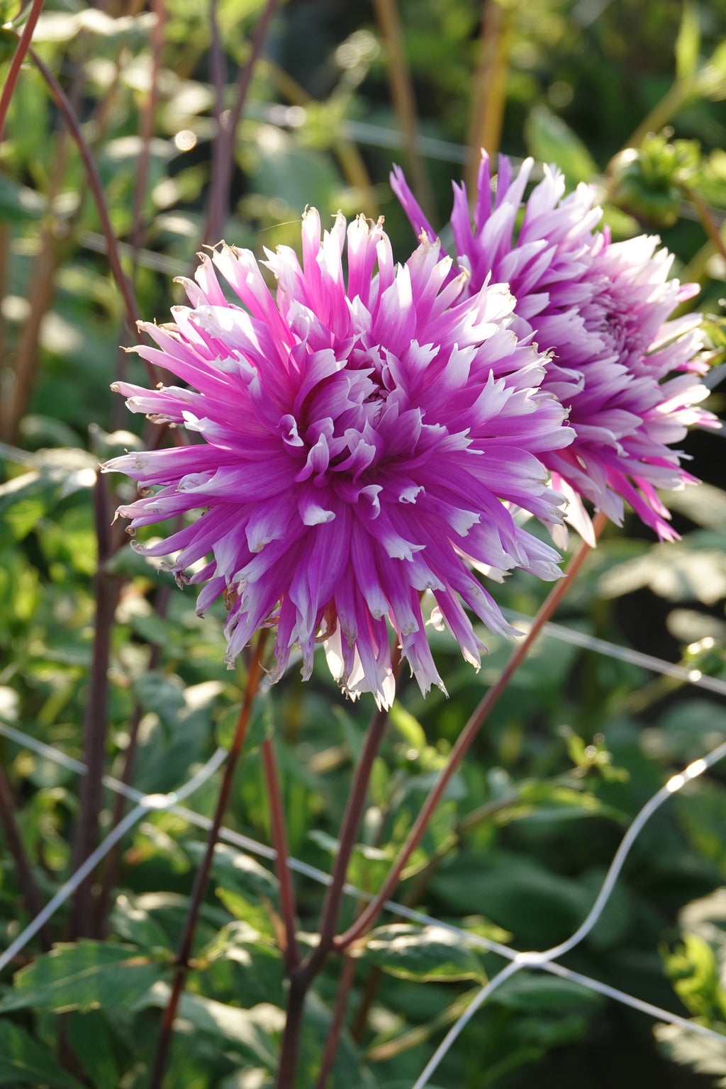 Dahlia Table Dancer