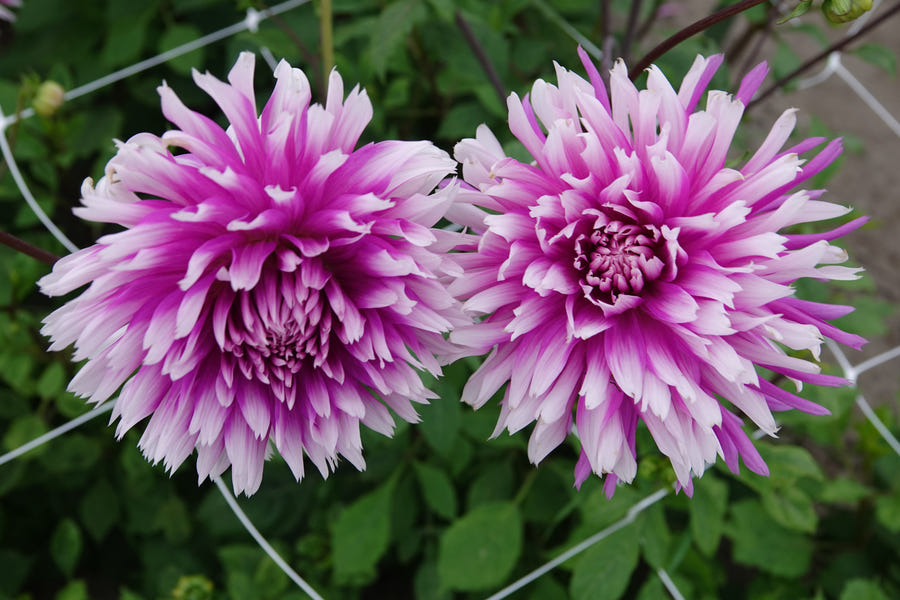 Dahlia Table Dancer