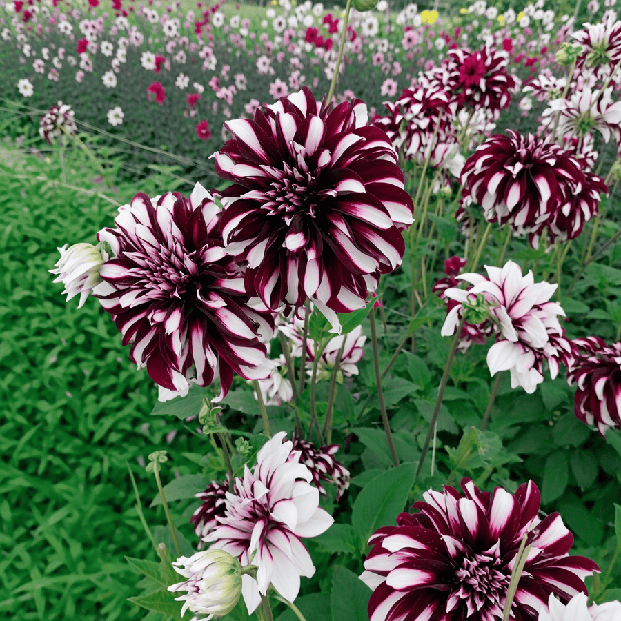 Dahlia Tartan