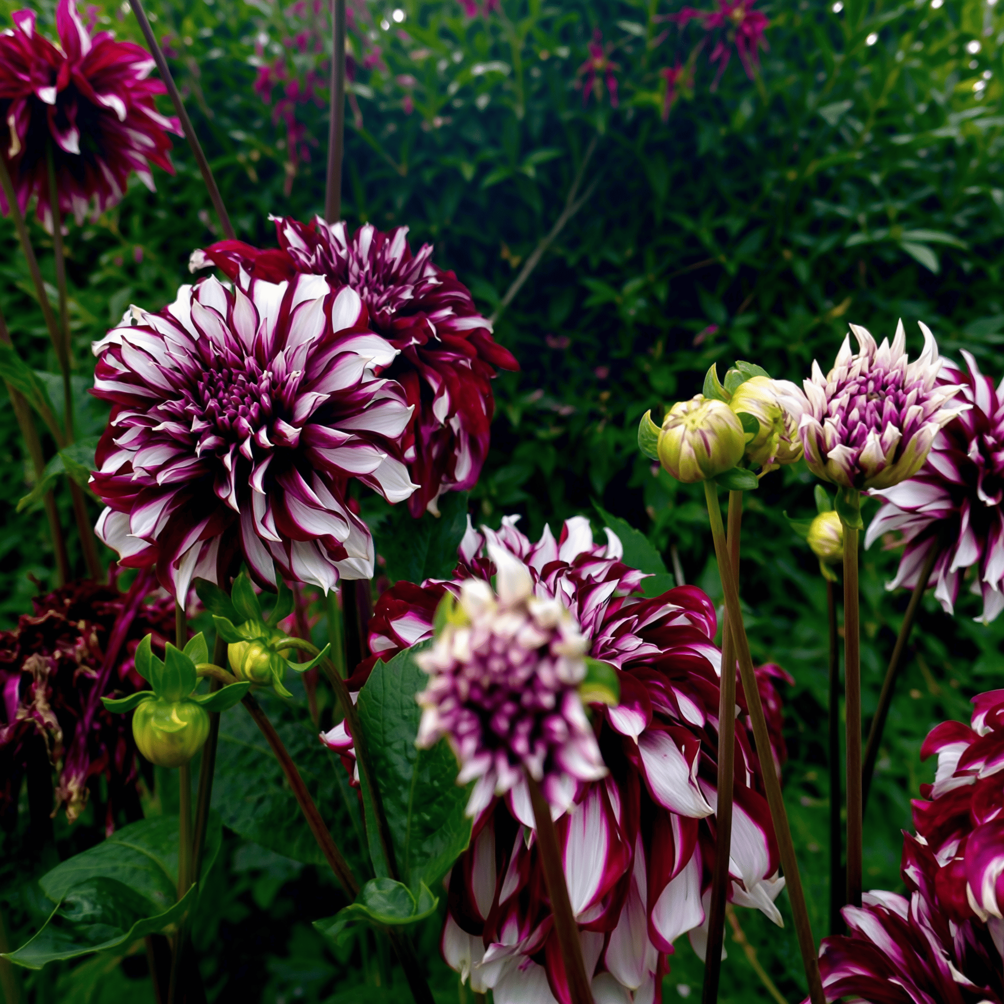 Dahlia Tartan