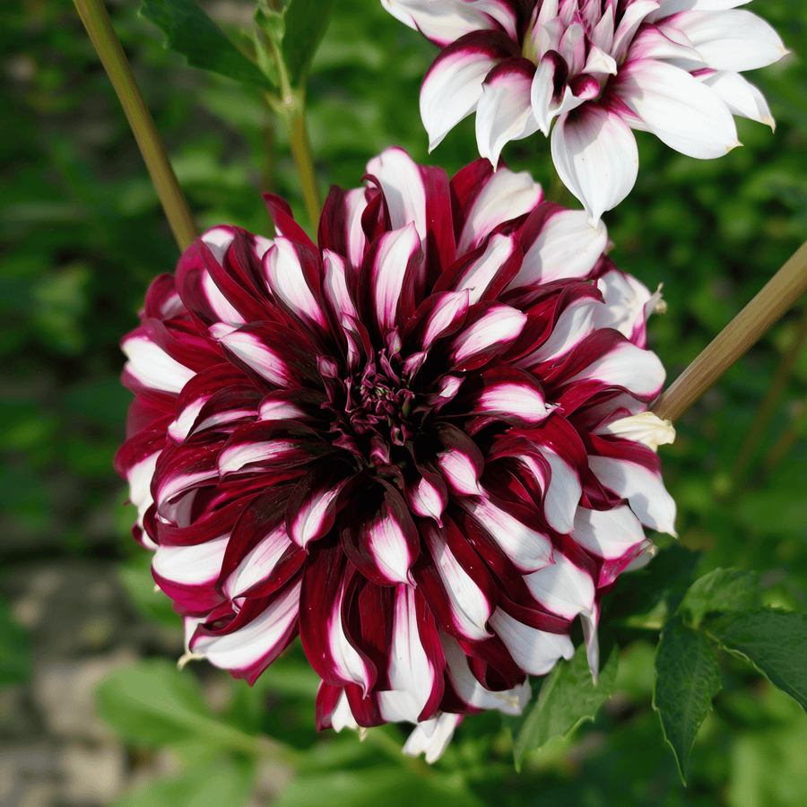 Dahlia Tartan