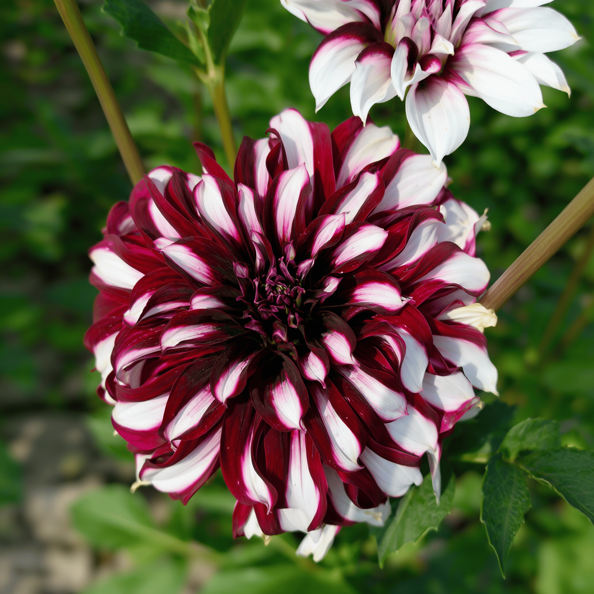 Dahlia Tartan