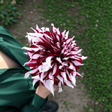 Dahlia Tartan