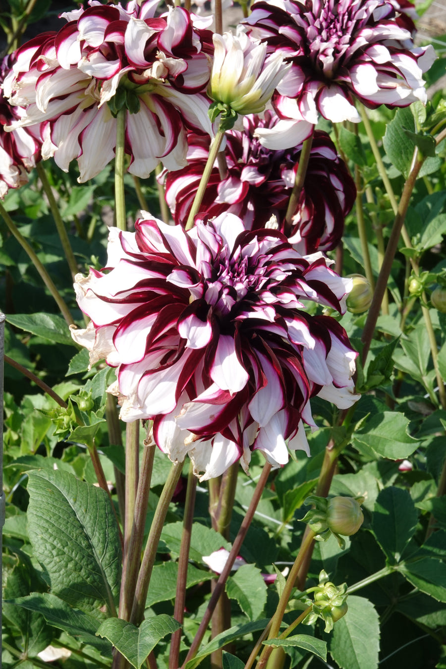 Dahlia Tartan
