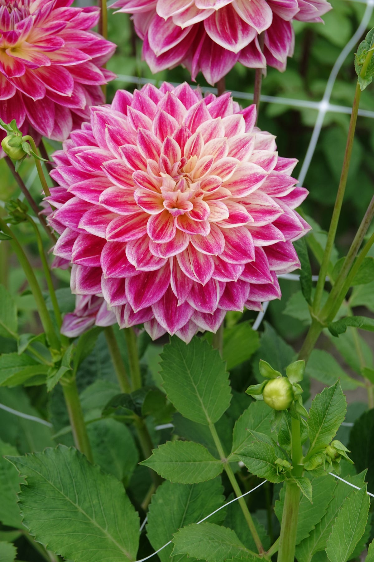 Dahlia Temple Of Beauty