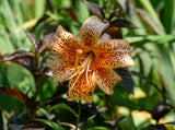 Lilium tijgerbaby's