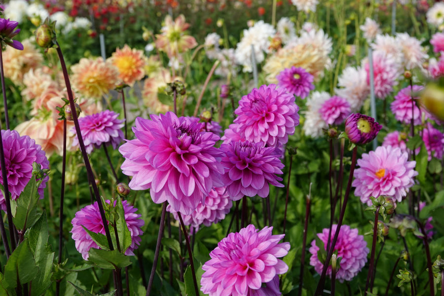Dahlia Tolledo