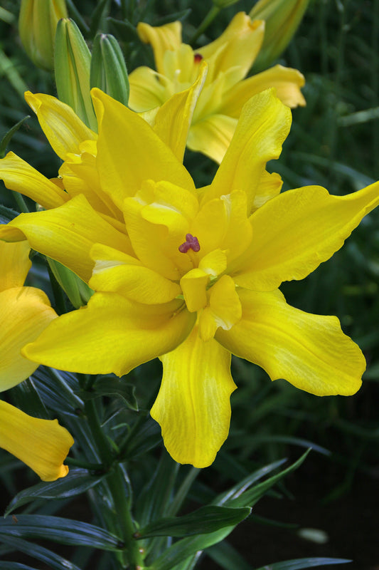 Lilium Tomos