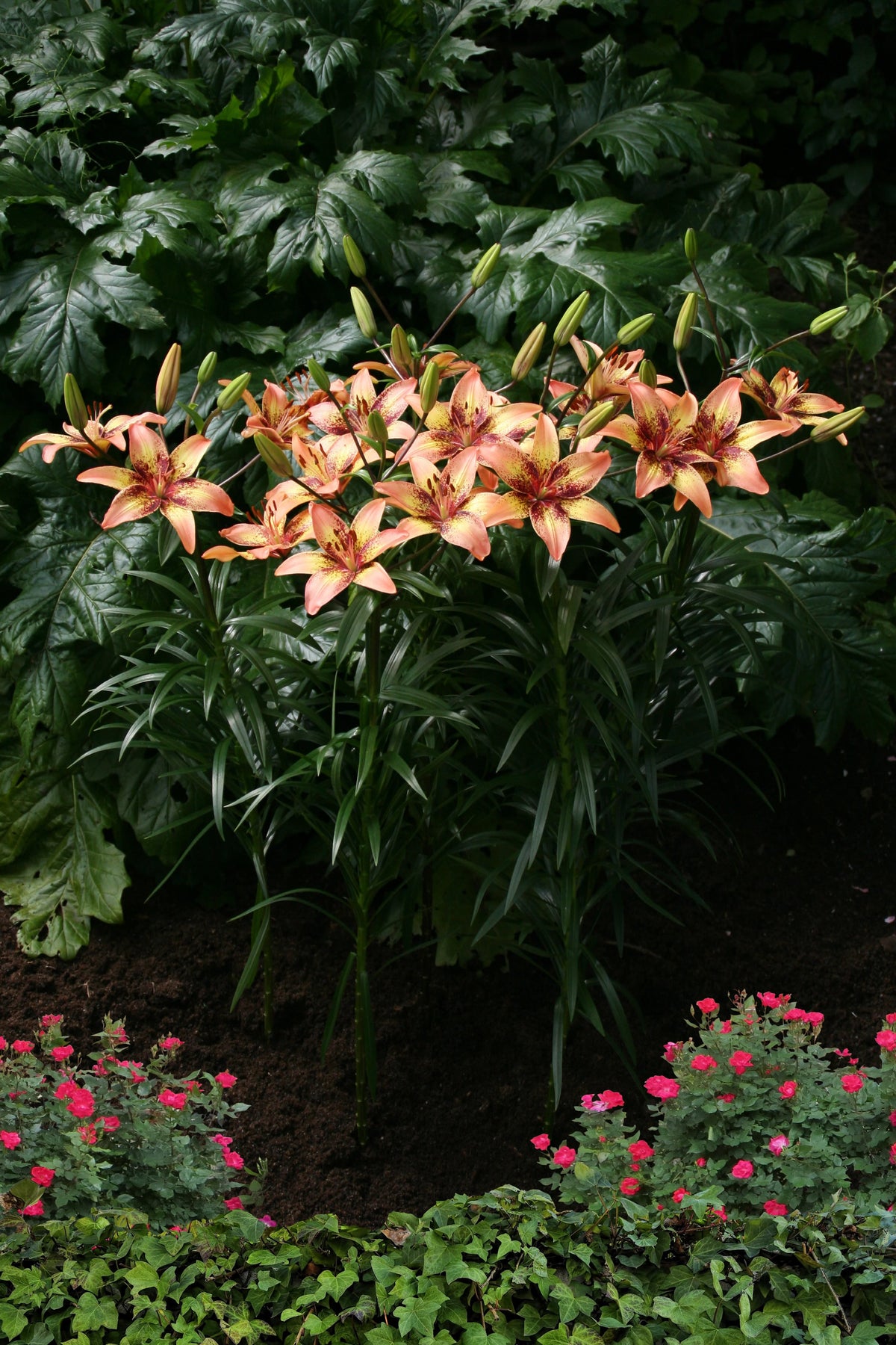 Lilium Tribal Dance
