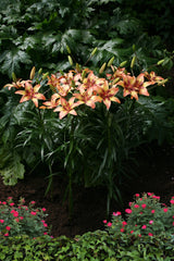 Lilium Tribal Dance