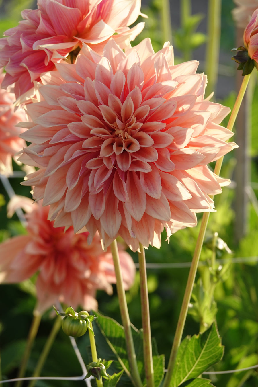 Dahlia Tyrell