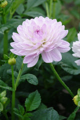 Dahlia Valentino