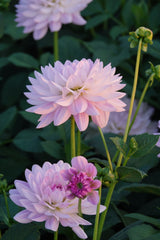Dahlia Valentino