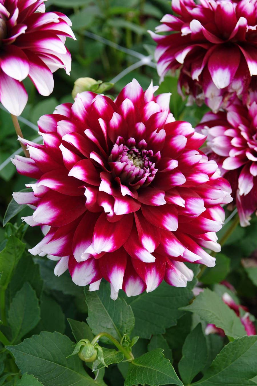 Dahlia Verdi