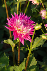 Dahlia Veritable