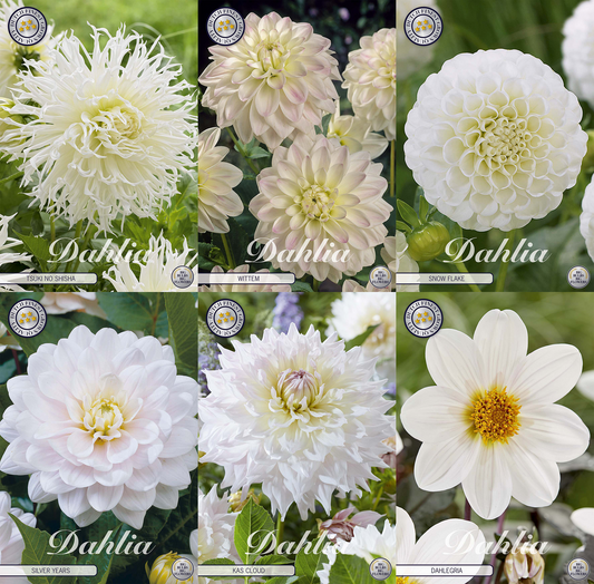 Collectie Witte Tuindromen