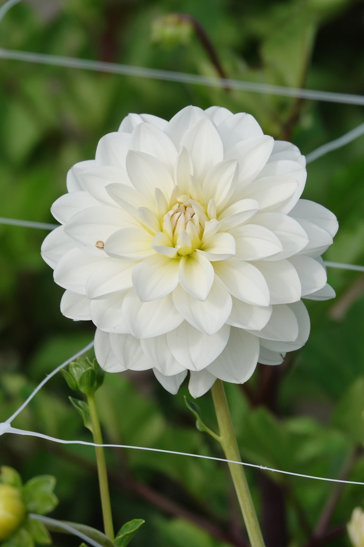 Dahlia White Onesta