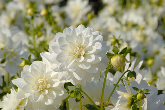 Dahlia White Swan