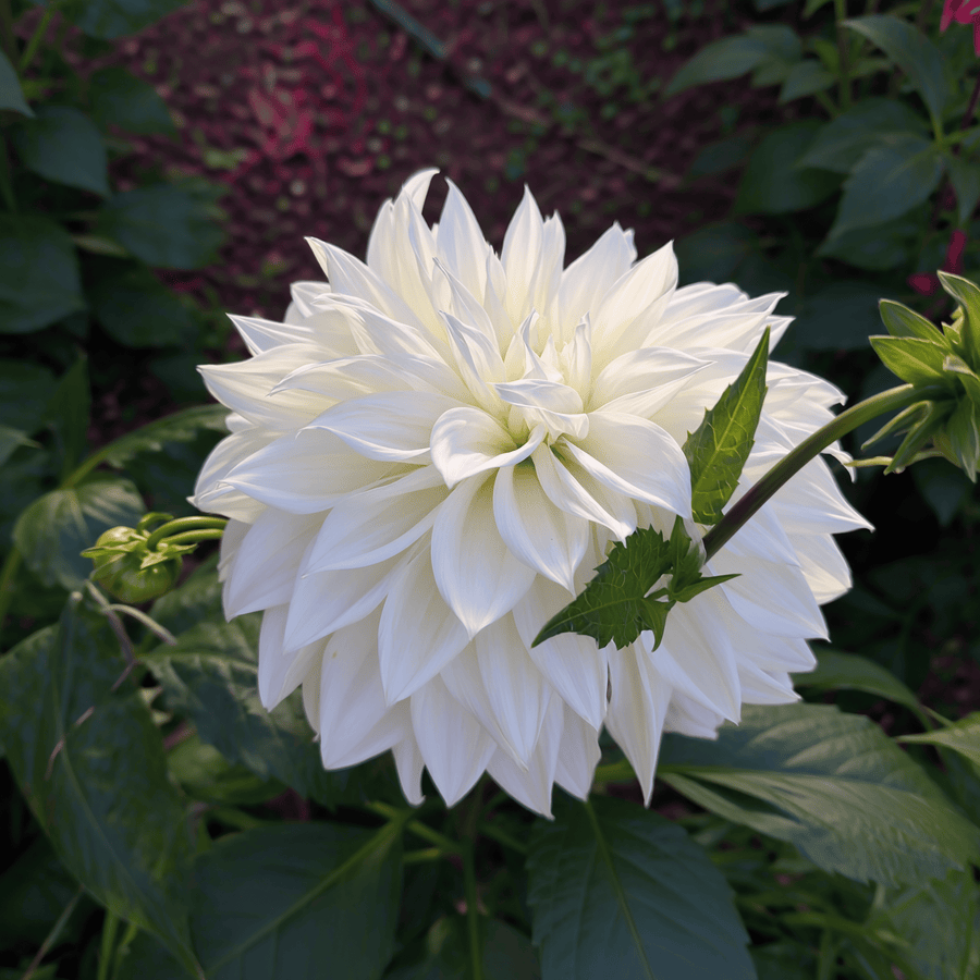 Dahlia White Perfection
