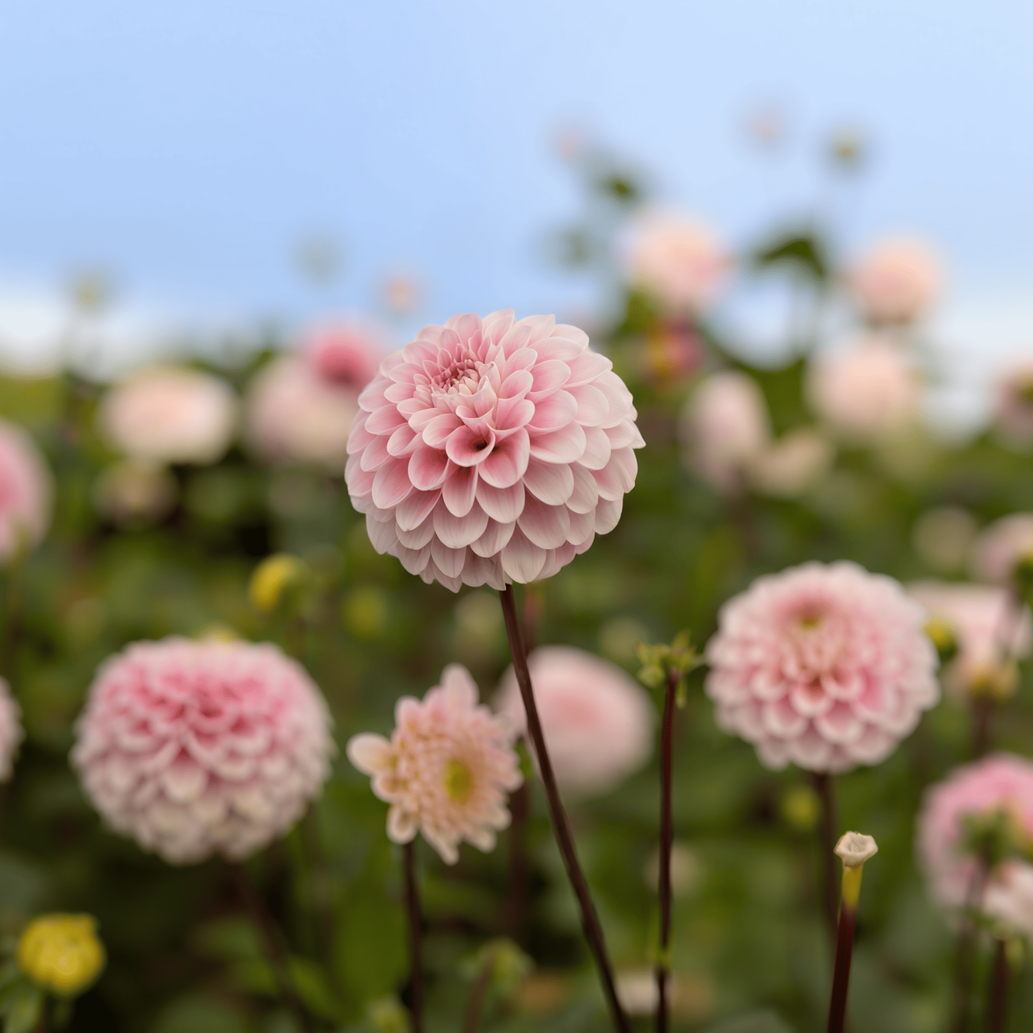 Dahlia Wizard of Oz