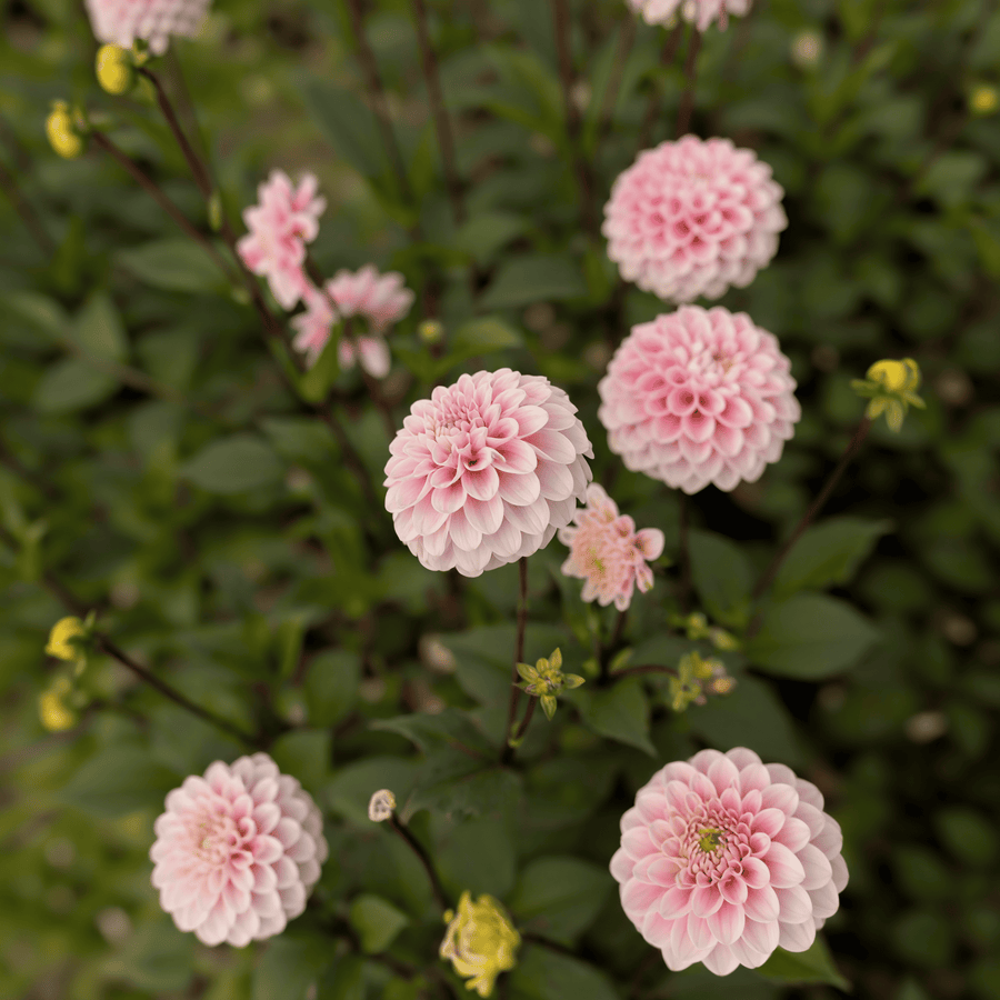 Dahlia Wizard of Oz