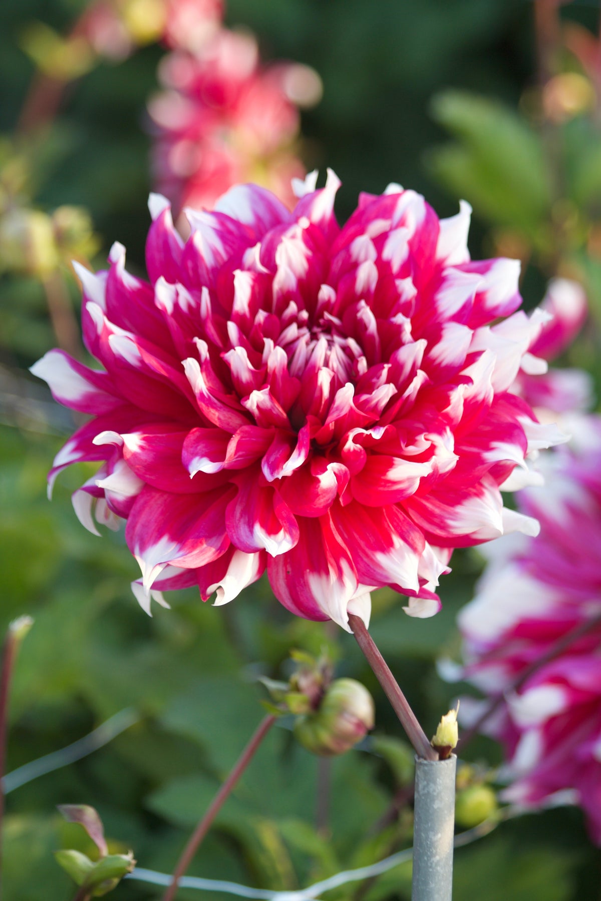 Dahlia Yarra Falls