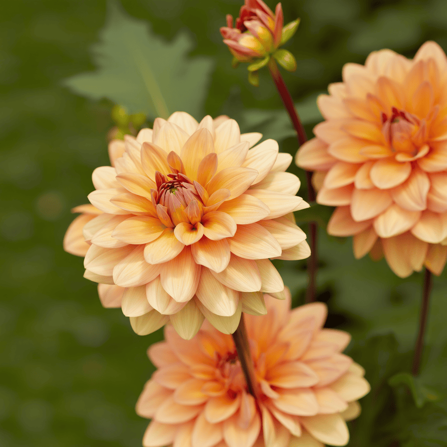 Dahlia Yelno Harmony