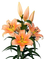 Lilium Zelmira