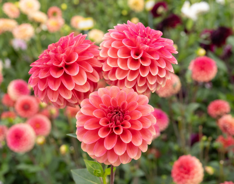 Dahlia Zundert Mystery Fox
