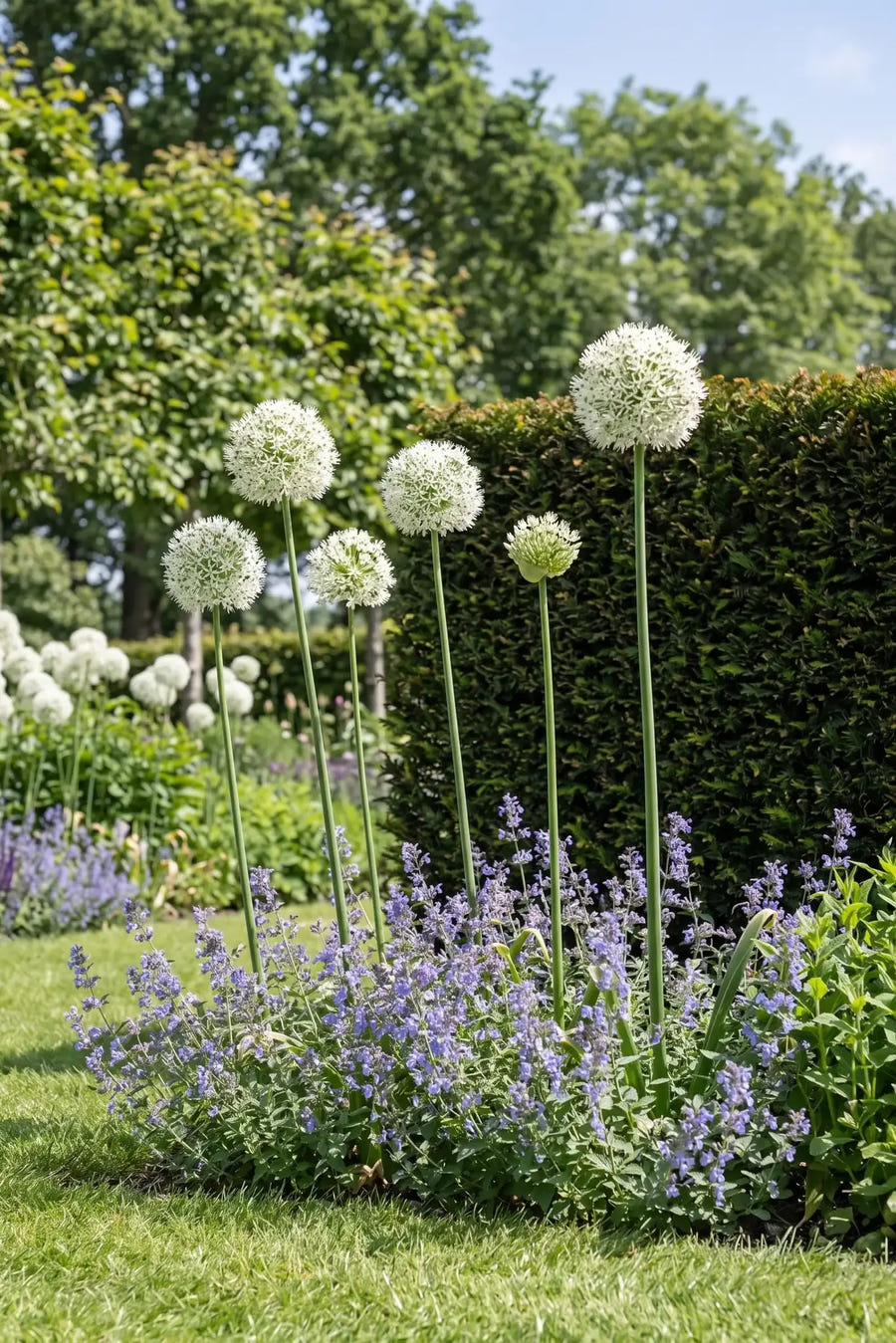 Allium Mount Everest — in de border