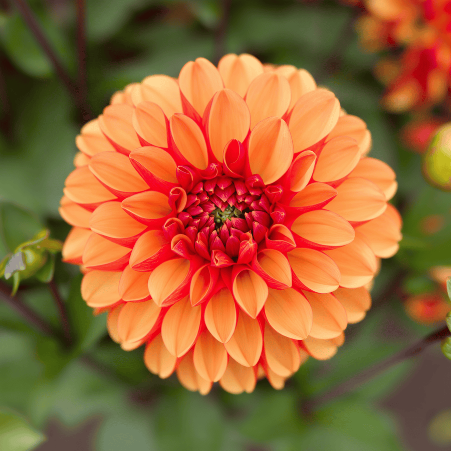 Dahlia American Sunset, photo 5