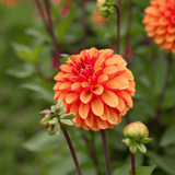 Dahlia American Sunset