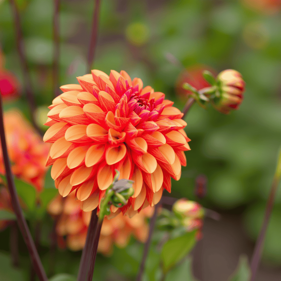 Dahlia American Sunset, photo 7