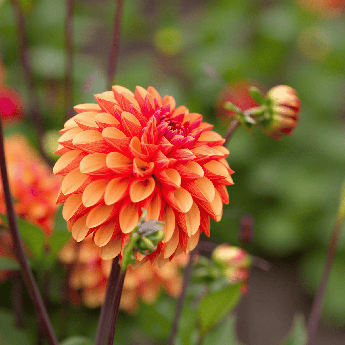 Dahlia American Sunset