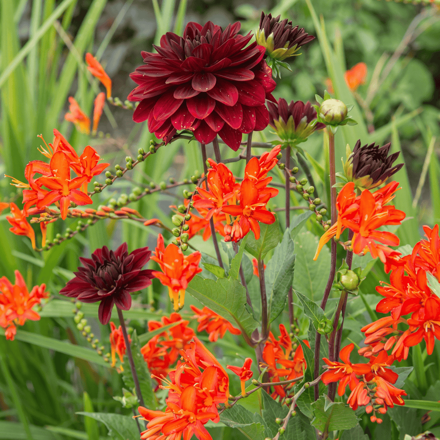 Dahlia Arabian Night
