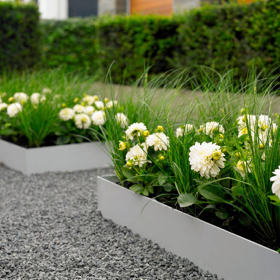 Dahlia Art Fair — witte bloemen in plantenbakken in de tuin