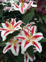 Lilium Grote Glimlach