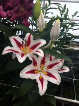 Lilium Grote Glimlach