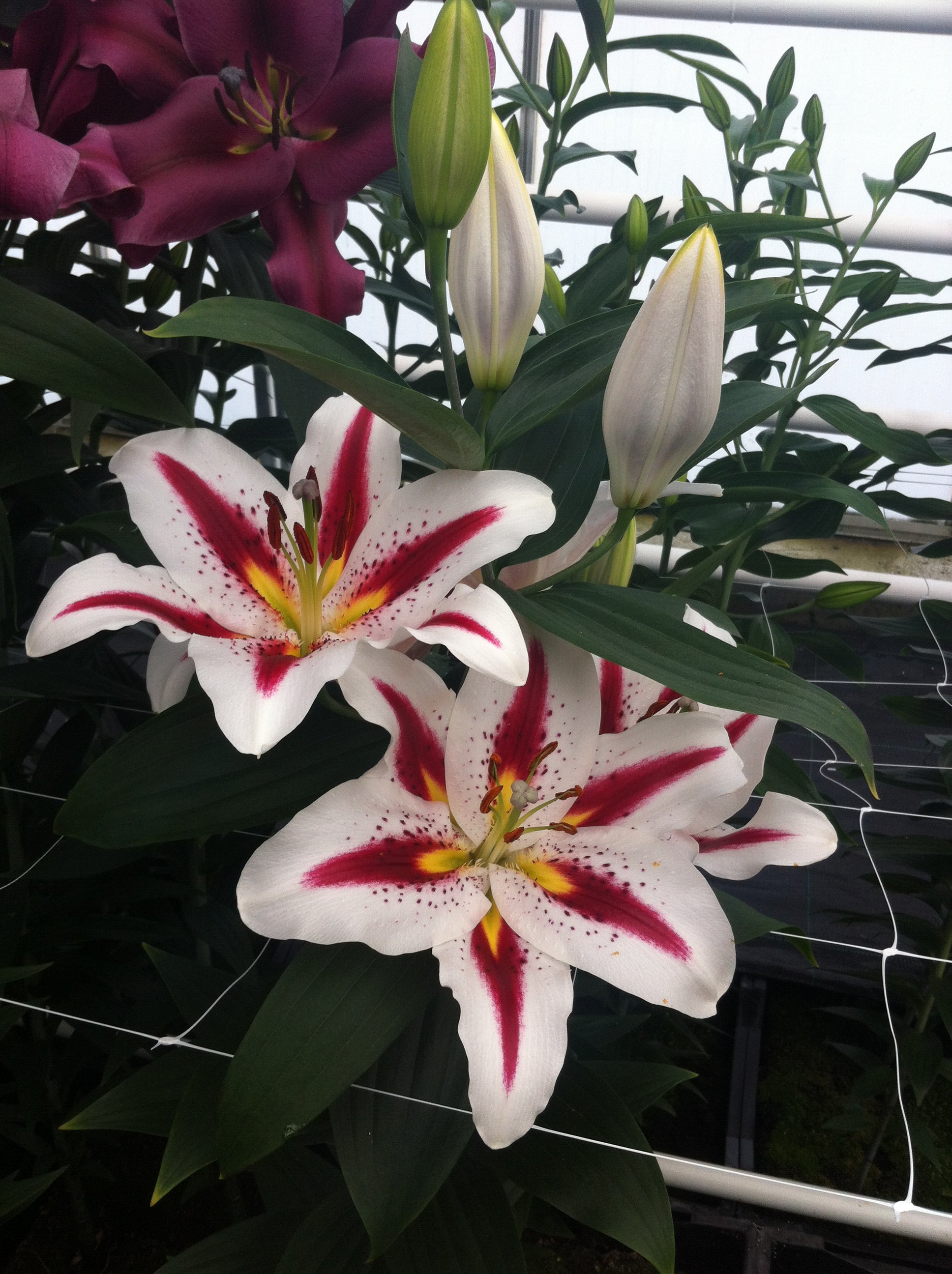 Lilium Grote Glimlach