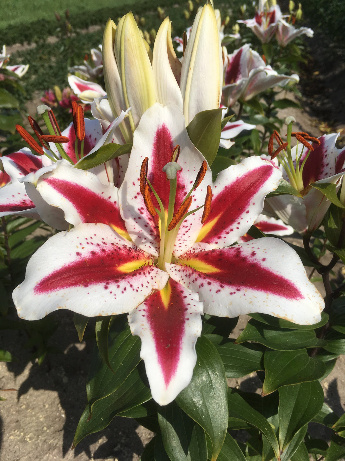 Lilium Grote Glimlach