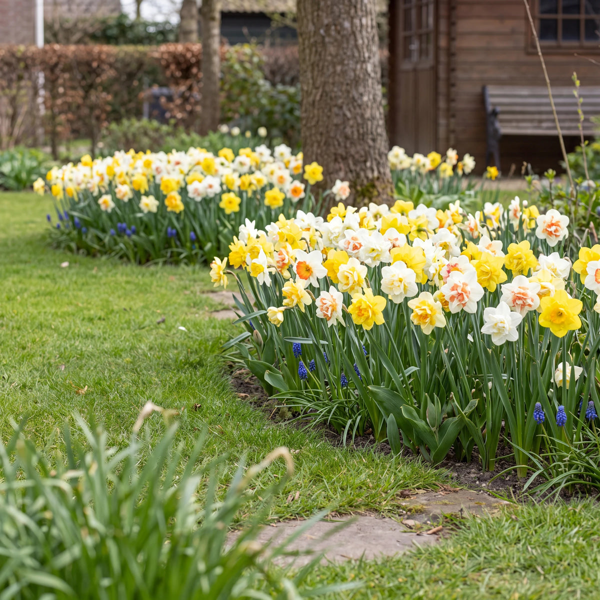 Narcissen in bloei in een Nederlandse voorjaarstuin