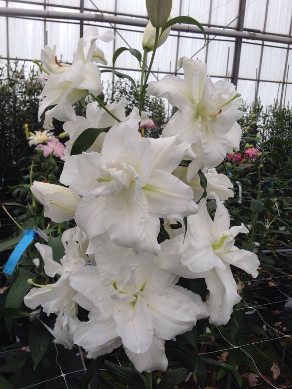 Lilium Kom van Schoonheid