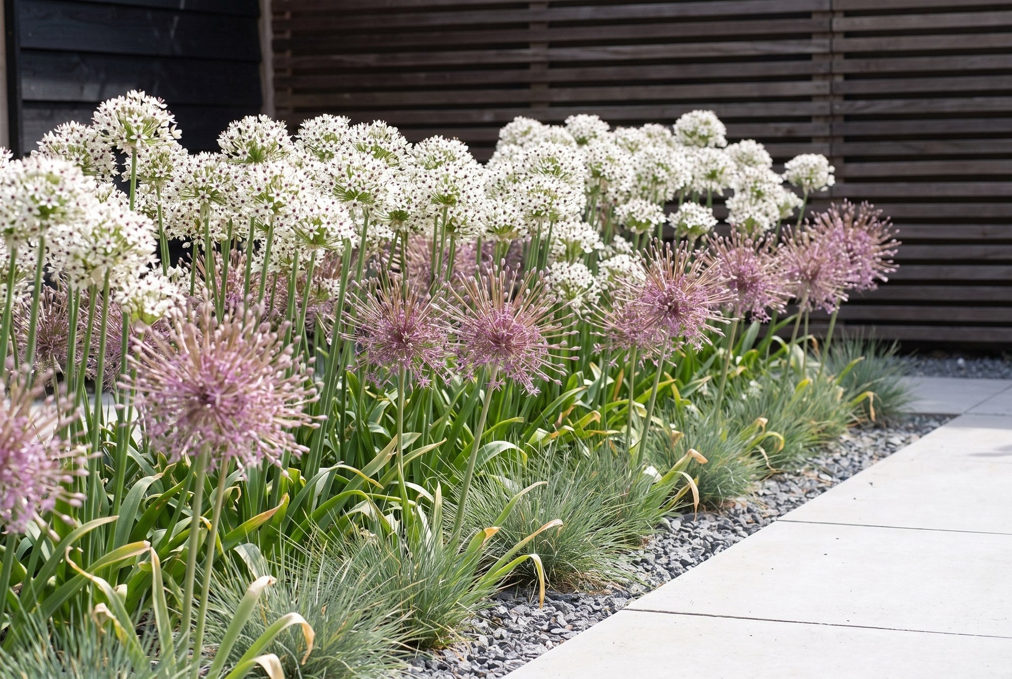 Strakke moderne tuin — Statige Bollen