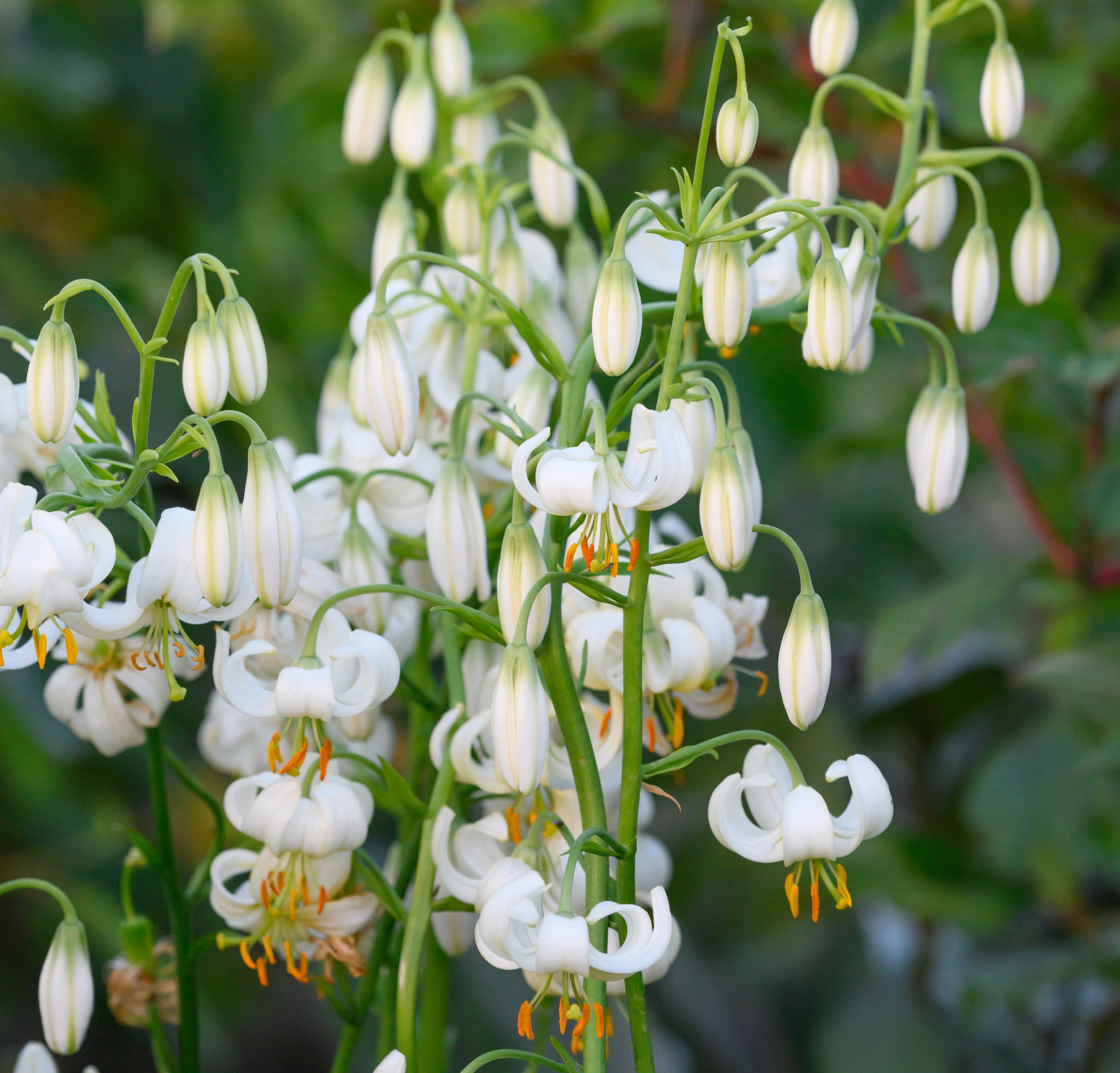 Lilium Martagon Sneeuwochtend