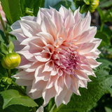Dahlia Cafe au Lait