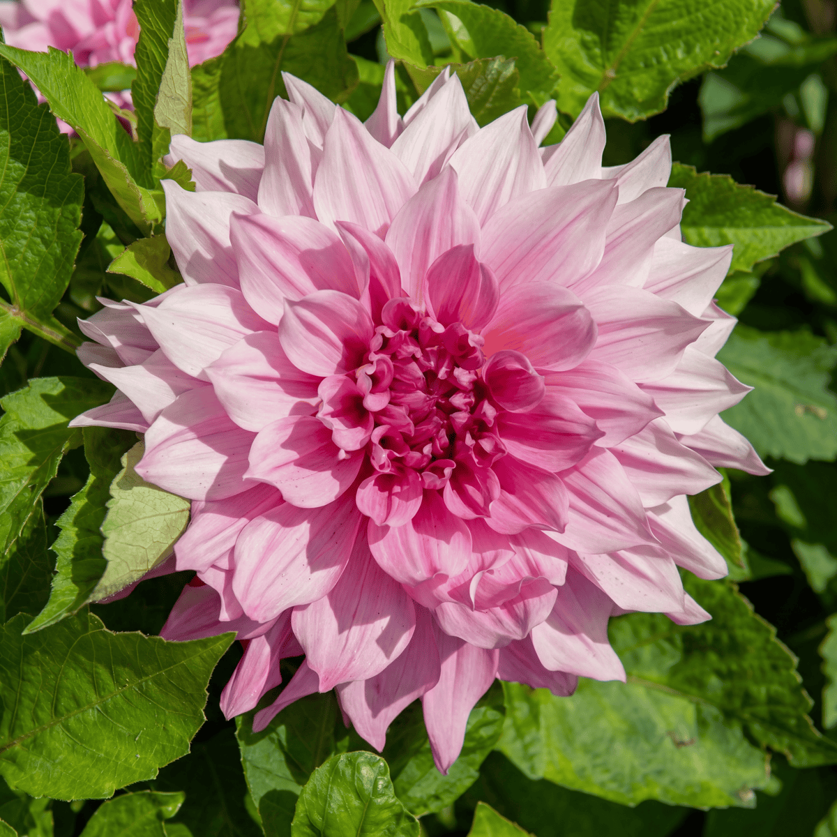 Dahlia Cafe au Lait Royal