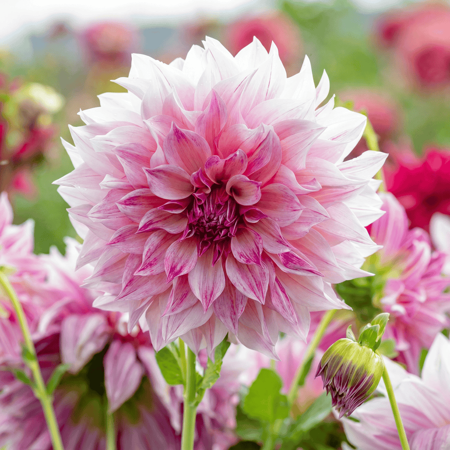 Dahlia Café au Lait Royal