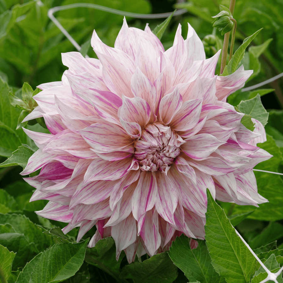 Dahlia Café au Lait Royal